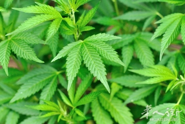 C1408587477049.jpg 欧洲这个国家的年青人大麻消费排名第二