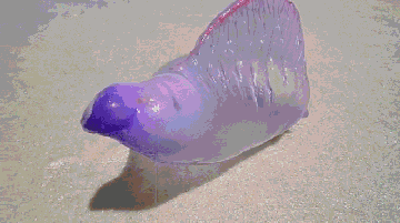0.gif 华人去海滩要注意,看到这种“塑料袋“千万不要碰!