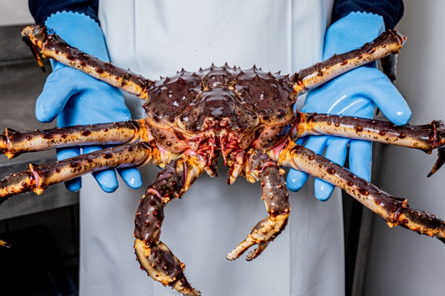 crablyder优质活帝王蟹六七折优惠价59欧一公斤,全法可配送crablyd