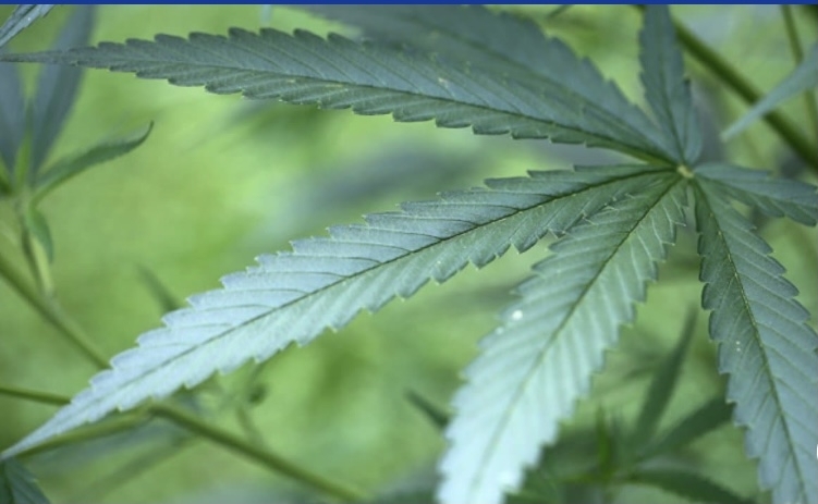 男子看见警察慌忙逃跑引怀疑 被发现种大麻 欧洲头条 新欧洲华人新闻网