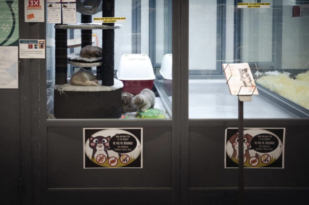 法国严惩违规出售猫狗宠物店：每只最高罚1500欧元，橱窗展示活体动物也将受罚