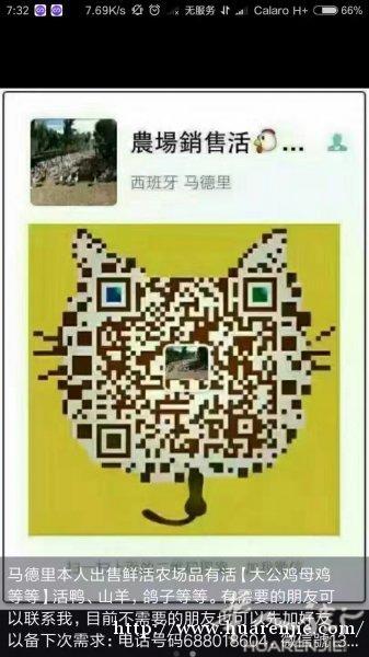 活鸡鸭羊鸽子等等餐馆私人都送货上门