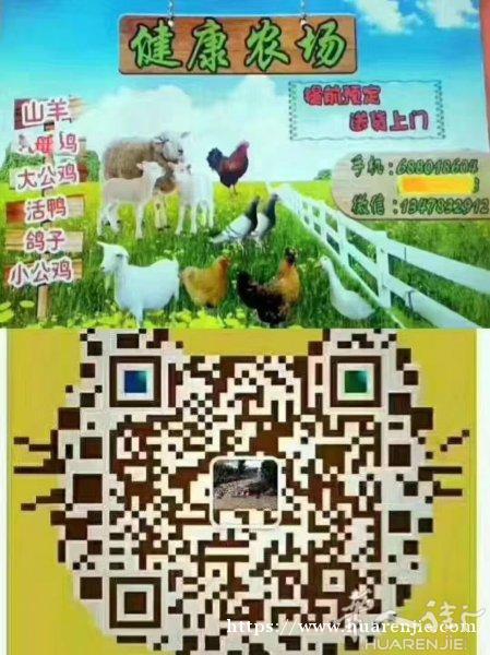 马德里农场活鸡鸭羊 鸽子等需要联系我或加微信