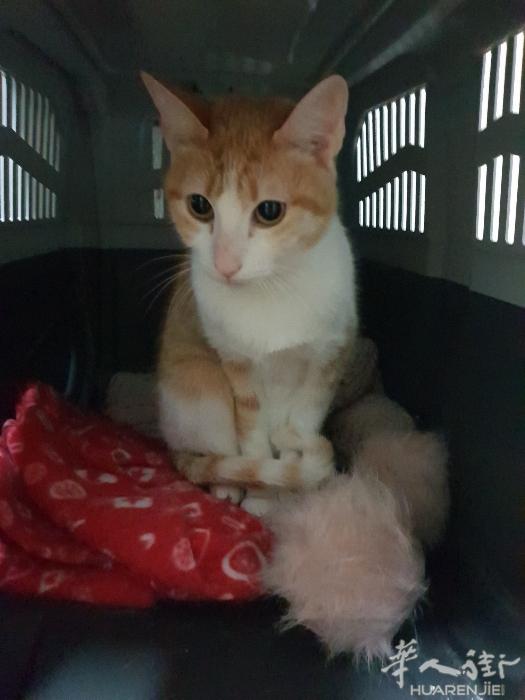 猫猫找新主人 急急急!