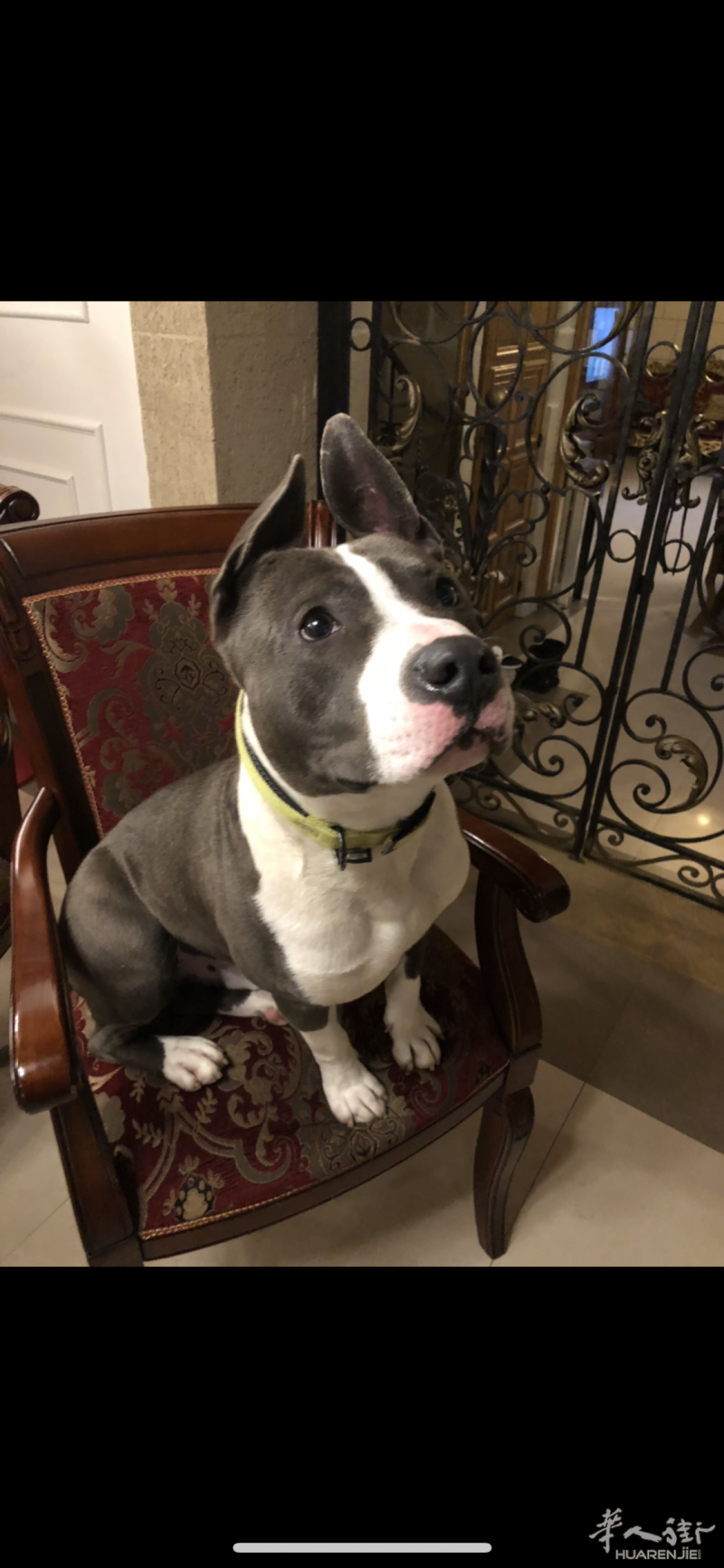 American Staffordshire Terrier male (美国斯塔福郡㹴 公狗) 寻找伴侣