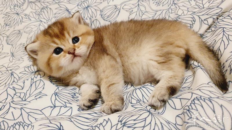 出售小猫咪
