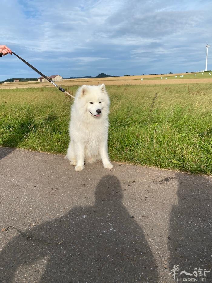 出售纯种萨摩耶（Samojede)幼犬