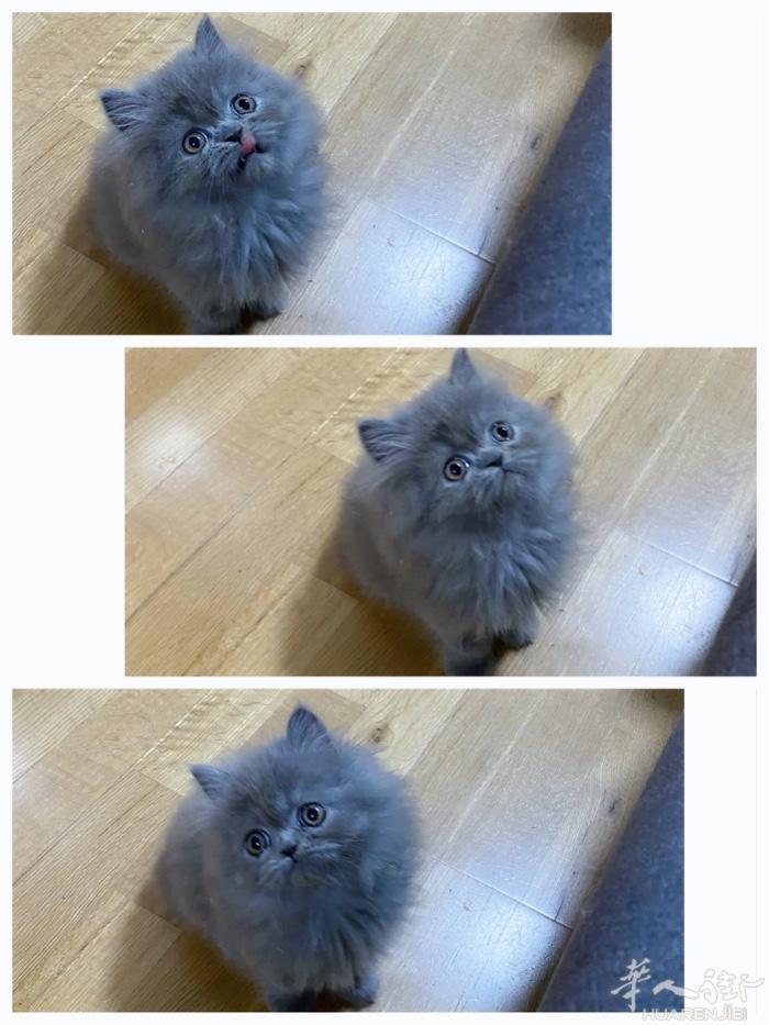马德里出售波斯猫，两个月半了已经驱虫和打了第一针疫苗，价格480💶