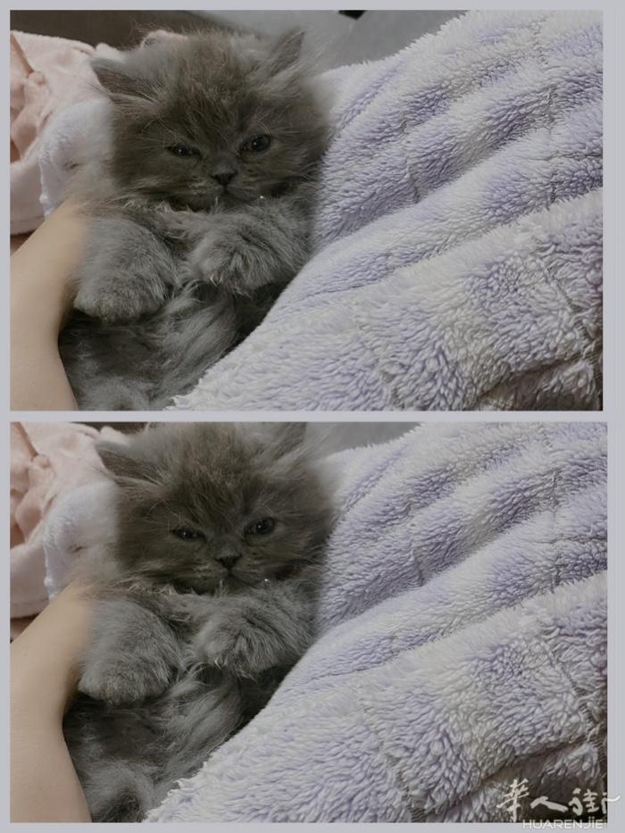 马德里出售波斯猫，已驱虫和打了疫苗可随时去新家～（不是免费领养，非诚勿扰）