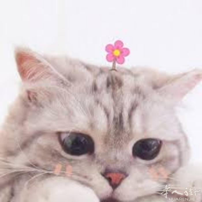 收猫咪寄养屋