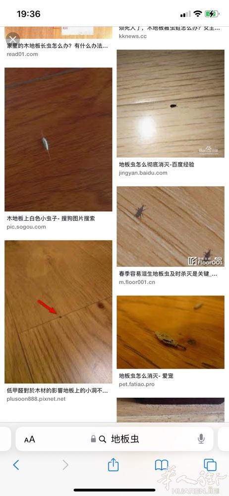 大家好 有谁知道 哪里有法国人 打这种地板虫的吗 知道请告知 谢谢 春天来了 家