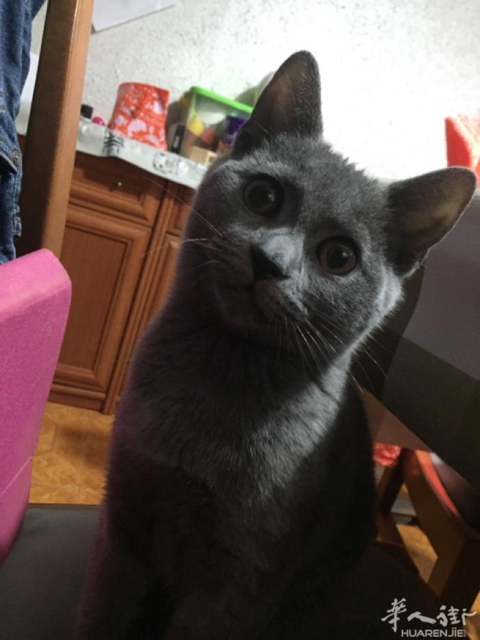 给我家的猫找男朋友