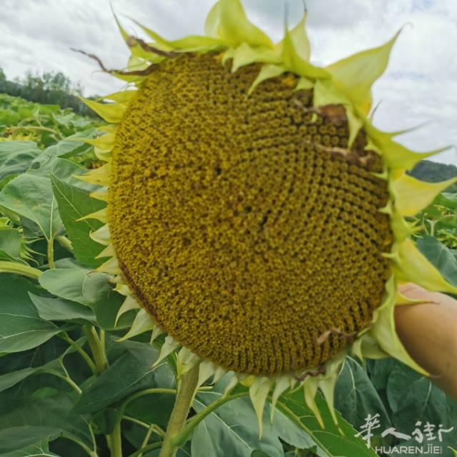 本人驾照5年，可以提供星期天接送，价格优惠，晚上8