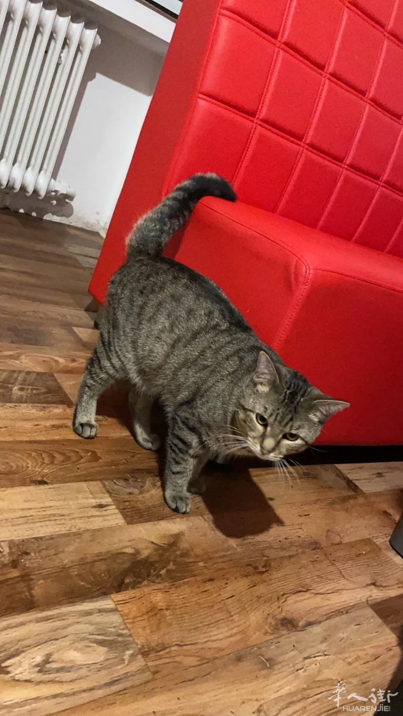 有喜欢小猫咪的吗自己来拿在Essen火车站附近